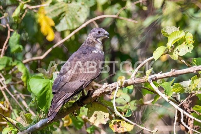 صورة لطائر الباز الشرقي على غصن شجرة في خلفية طبيعية. صقر. حيوانات.