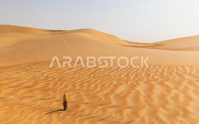 الكثبان الرملية والرمال الملونة في صحراء الربع الخالي