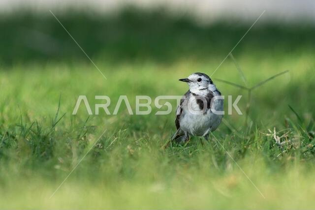 White wagtail (Motacilla alba) in the grass