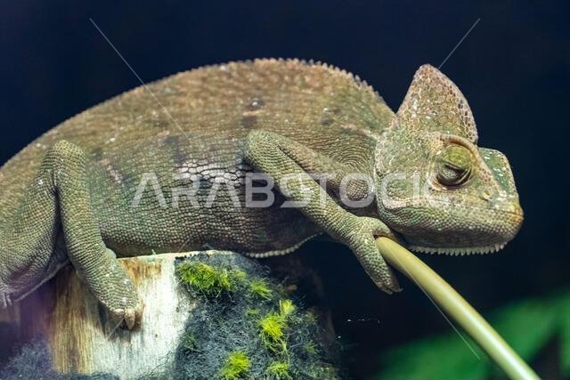 A veiled chameleon (Chamaeleo calyptratus) close up or cone-head chameleon and Yemen chameleon