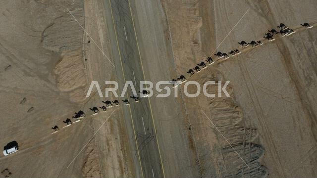 الجمال