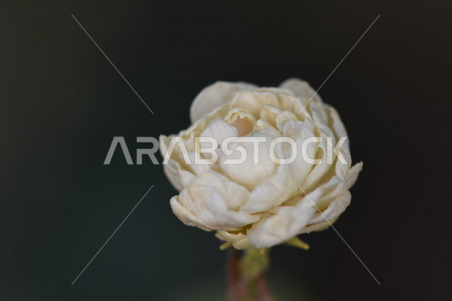 صورة مقربة لورود عطرية جميلة متفتحة، زراعة الأزهار والورود، نباتات الزينة ، ورود عطرية متفتحة ، ورد الفل، زهرة بيضاء