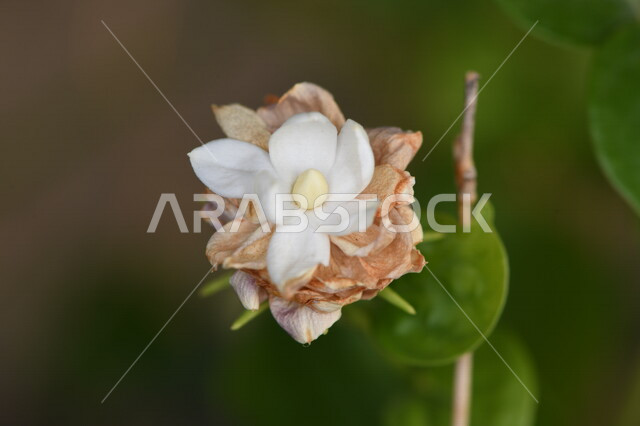 Close-up of beautiful aromatic blooming roses, floriculture and roses, ornamental plants, aromatic blooming roses, jasmine roses, white flower