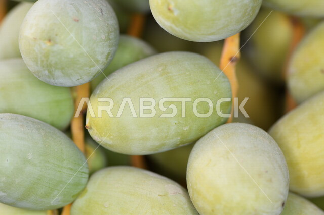 صورة مقربة لثمرة البلح، ثمرة اشجار النخيل، ثمار غير ناضجة