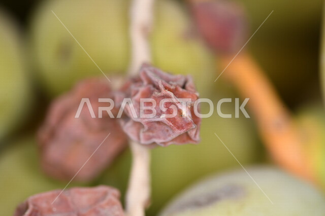 صورة مقربة لثمرة البلح، ثمرة اشجار النخيل، ثمار غير ناضجة