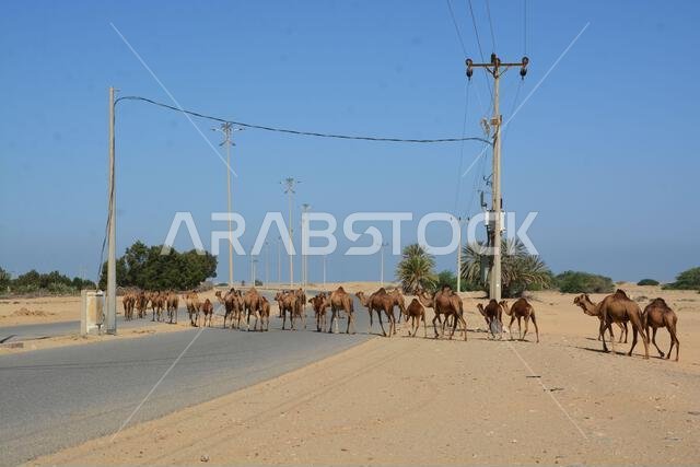 الجمال