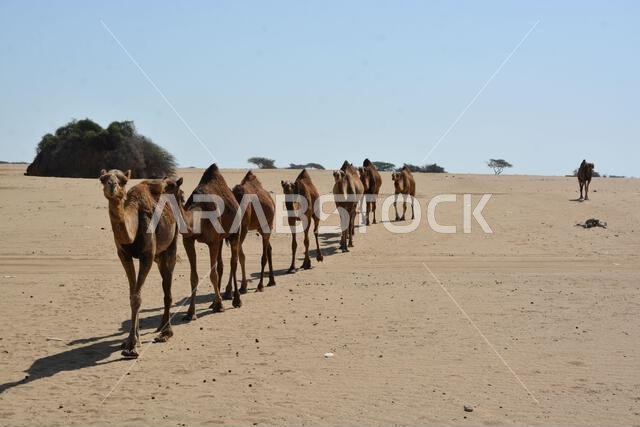الجمال
