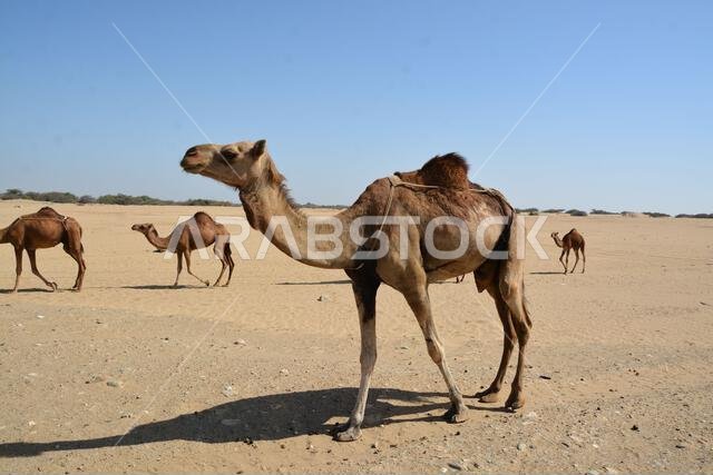 جمال تسير في الصحراء من شرق المملكة العربية السعودية