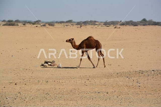 الجمال