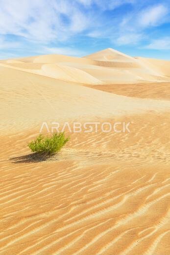 Dunes and colored sands of the Rub al-Khali desert