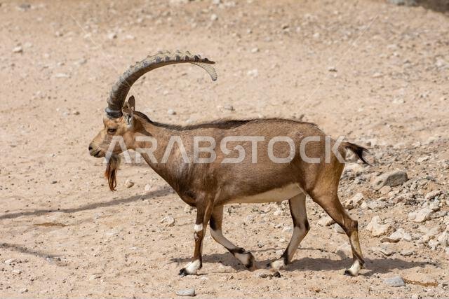 ذكر الوعل النوبي (capra nubiana) يسير عبر صخور الصحراء. ذكر الوعل النوبي (capra nubiana) يسير عبر صخور الصحراء.
