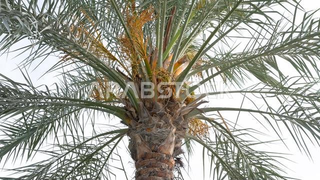 مع بداية فصل الصيف، تنمو التمور في مزارع النخيل.