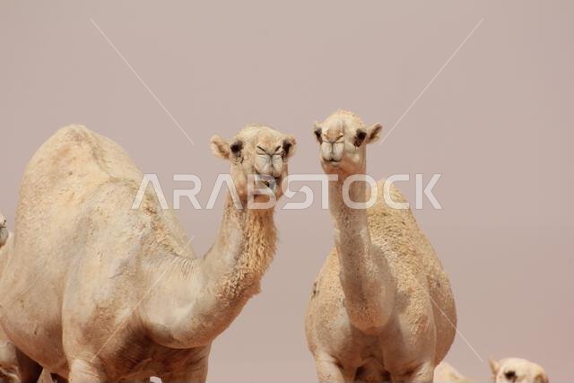camel