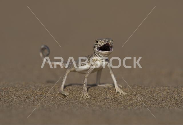 العلجوم العربي ذو الرأس (Phrynocephalusarabicus) هو نوع من السحلية العجمية الموجودة في المملكة العربية السعودية، قطر، الإمارات العربية المتحدة، عمان، إيران،