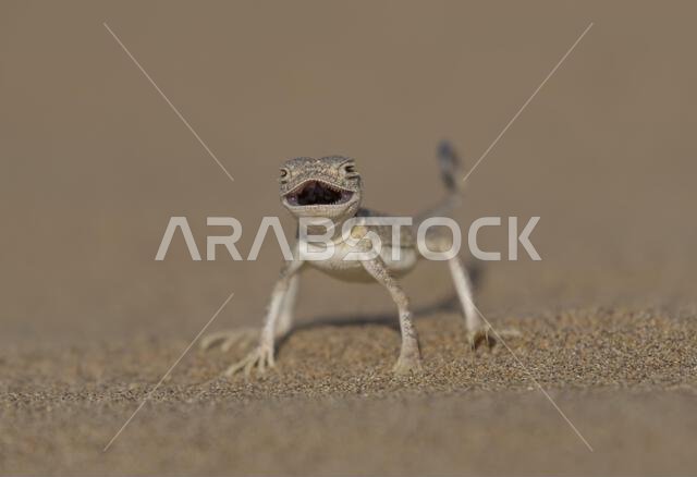Arabian Toad-headed Agama (Phrynocephalus arabicus) is a species of agamid lizard found in Saudi Arabia, Qatar, United Arab Emirates, Oman, Iran, Arabian Toad-headed Agama (Phrynocephalus arabicus) is a species of agamid lizard found in Saudi Arabia, Qatar, United Arab Emirates, Oman, Iran,
