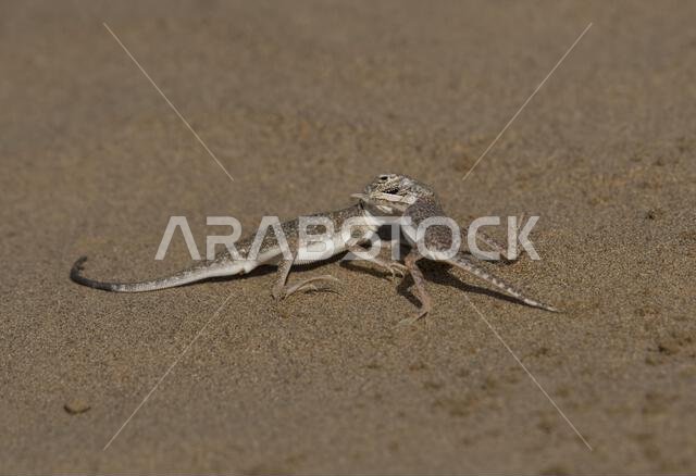 Arabian Toad-headed Agama (Phrynocephalus arabicus) is a species of agamid lizard found in Saudi Arabia, Qatar, United Arab Emirates, Oman, Iran, Arabian Toad-headed Agama (Phrynocephalus arabicus) is a species of agamid lizard found in Saudi Arabia, Qatar, United Arab Emirates, Oman, Iran,