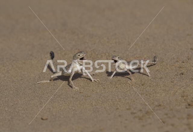 Arabian Toad-headed Agama (Phrynocephalus arabicus) is a species of agamid lizard found in Saudi Arabia, Qatar, United Arab Emirates, Oman, Iran, Arabian Toad-headed Agama (Phrynocephalus arabicus) is a species of agamid lizard found in Saudi Arabia, Qatar, United Arab Emirates, Oman, Iran,