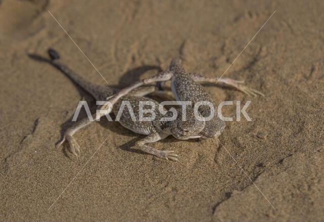 العلجوم العربي ذو الرأس (Phrynocephalusarabicus) هو نوع من السحلية العجمية الموجودة في المملكة العربية السعودية، قطر، الإمارات العربية المتحدة، عمان، إيران،