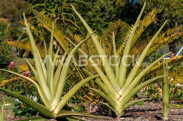 Sydney Australia, sansevieria ehrenbergii or sword sansevieria has leaves in two opposite rows (distichous), forming a sparse fan-shape