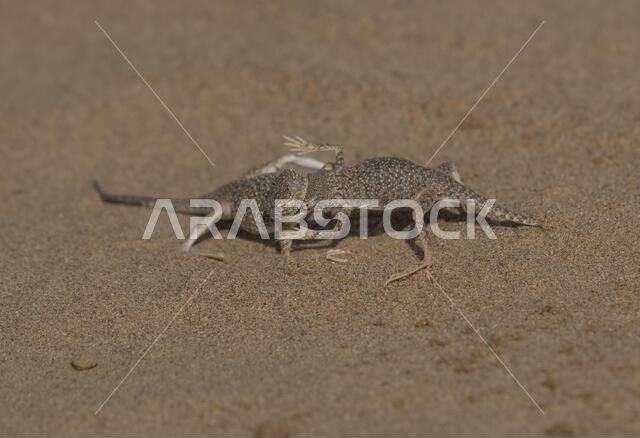 Arabian Toad-headed Agama (Phrynocephalus arabicus) is a species of agamid lizard found in Saudi Arabia, Qatar, United Arab Emirates, Oman, Iran, Arabian Toad-headed Agama (Phrynocephalus arabicus) is a species of agamid lizard found in Saudi Arabia, Qatar, United Arab Emirates, Oman, Iran,