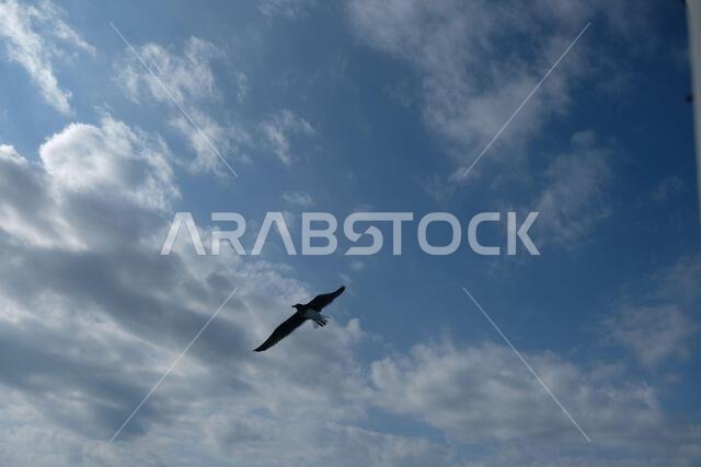 Seagull flying overhead against sky at Umluj Saudi Arabia