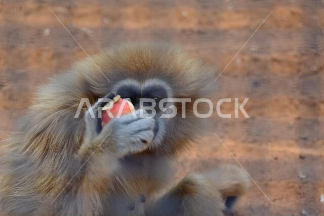Monkey looks at the apple with all his appetite and prepares to eat it Monkey looks at the apple with all his appetite and prepares to eat it