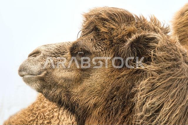 Camel in portrait. The view directed into the distance. Brown long coat. Animal portrait of a mammal