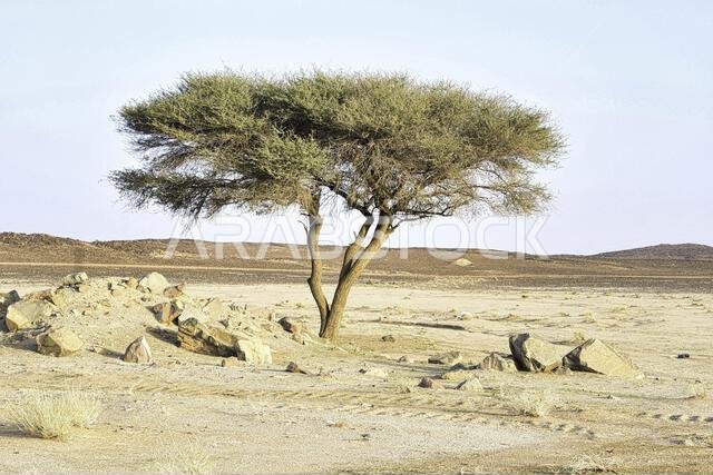 شجرة السنط في السافانا في المملكة العربية السعودية