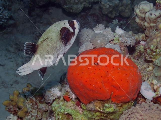 سمكة البخاخ المقنعة (Arothron diadematus) في البحر الأحمر، مصر