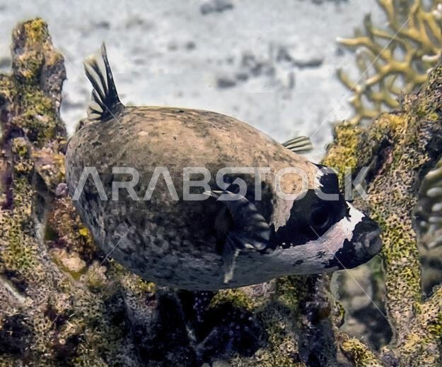سمكة البخاخ المقنعة (Arothron diadematus) في البحر الأحمر، مصر سمكة البخاخ المقنعة (Arothron diadematus) في البحر الأحمر، مصر