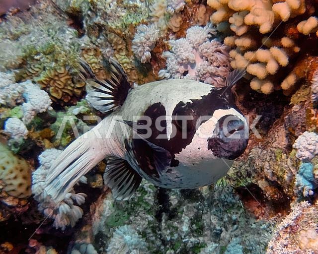 سمكة البخاخ المقنعة (Arothron diadematus) في البحر الأحمر، مصر
