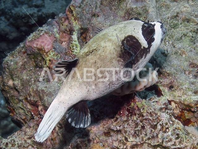 سمكة البخاخ المقنعة (Arothron diadematus) في البحر الأحمر، مصر