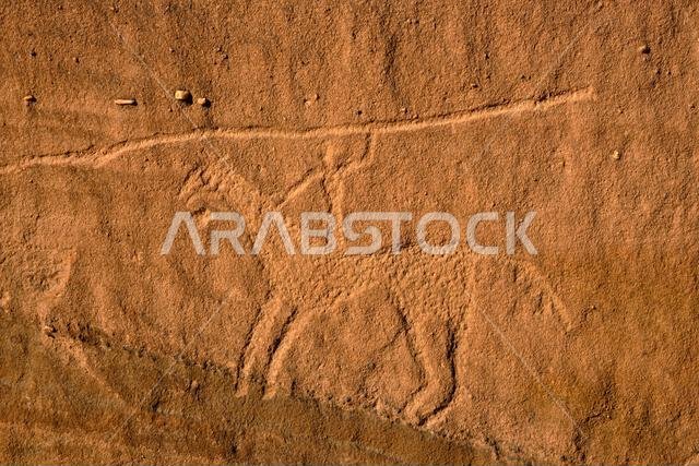 Saudi Arabia, Al Madinah Region, AlUla or Al Ula, Sharaan Nature Reserve, rock art