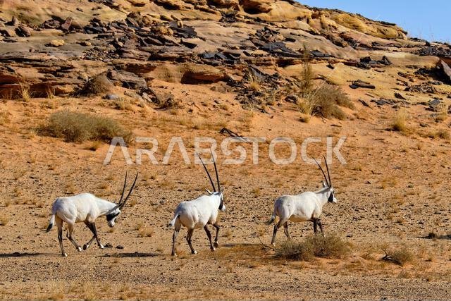 المها العربي - محمية العلا الطبيعية، منطقة المدينة المنورة، المملكة العربية السعودية