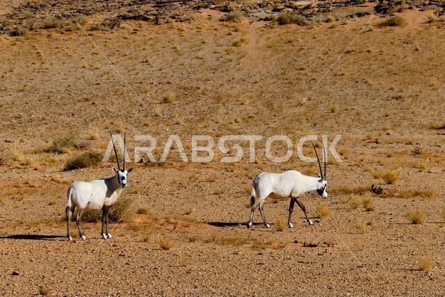 Saudi Arabia, Al Madinah Region, AlUla or Al Ula, Sharaan Nature Reserve, Arabian oryx