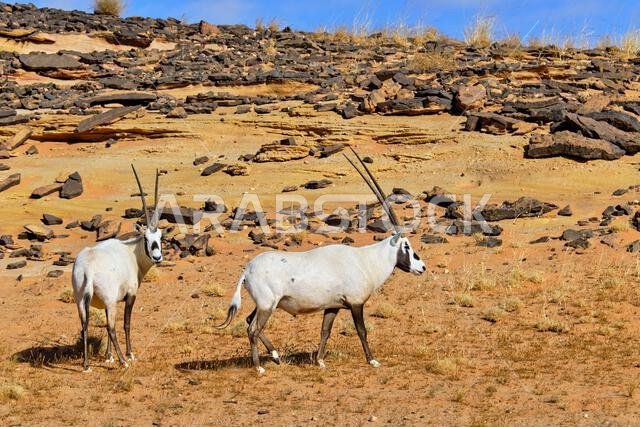 Saudi Arabia, Al Madinah Region, AlUla or Al Ula, Sharaan Nature Reserve, Arabian oryx