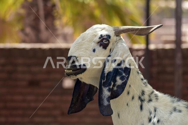 صورة مقربة لعنزة جميلة