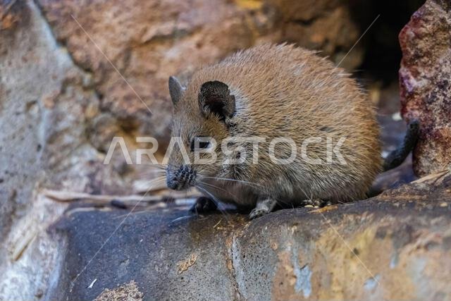 فأر شائك ذهبي (Acomys russatus) شائع في مصر وجزء كبير من الشرق الأوسط، بما في ذلك الأردن وإسرائيل وعُمان والمملكة العربية السعودية واليمن.