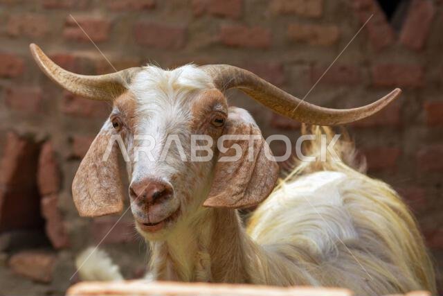 Beautiful goat close up