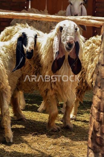 صورة مقربة لعنزة جميلة