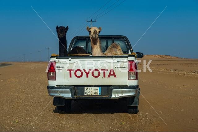 جمال في شاحنة صغيرة، بئر الحمة، المملكة العربية السعودية، الشرق الأوسط