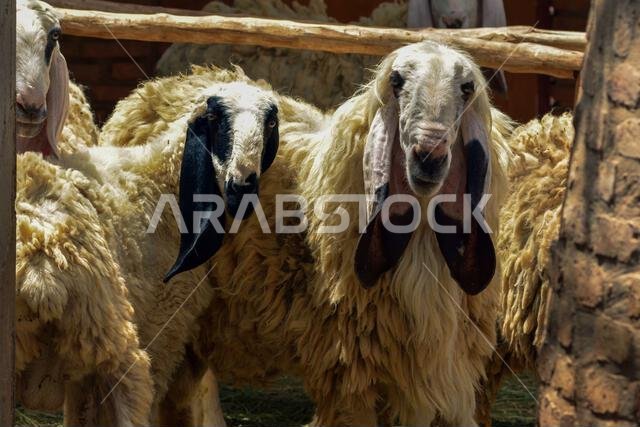 صورة مقربة لعنزة جميلة