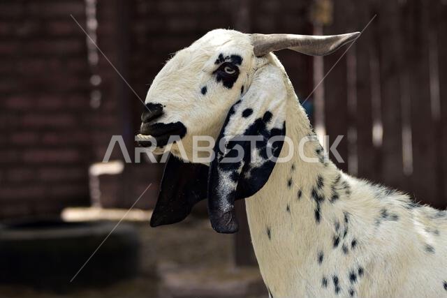 Beautiful goat close up