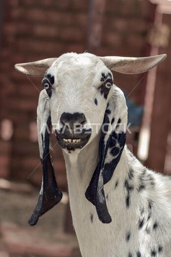 Beautiful goat close up