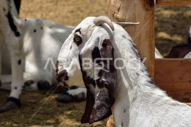 صورة مقربة لعنزة جميلة