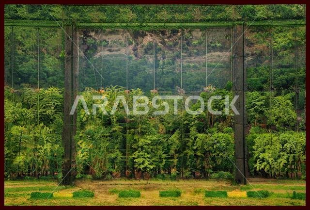 متجر نباتات - نباتات تنسيق الحدائق - متنوعة