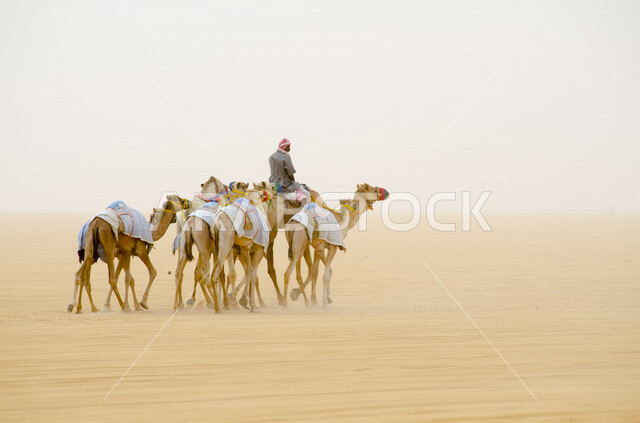 مجموعة من الجمال تسير في وسط الصحراء بالمملكة العربية السعودية، تربية الجمال والإبل، الكثبان الرملية، حياه البادية،  بدو المملكة العربية السعودية، الطبيعة الصحراوية في السعودية، السياحة في السعودية