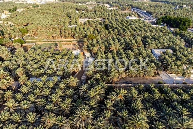 Aerial of the Al Ahsa (Al Hasa) Oasis, largest Oasis in the world, UNESCO World Heritage Site, Hofuf, Kingdom of Saudi Arabia, Middle East