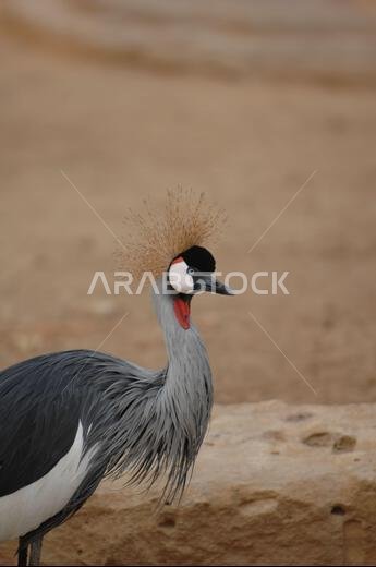 يقف الكركي المتوج في الصحراء كملك