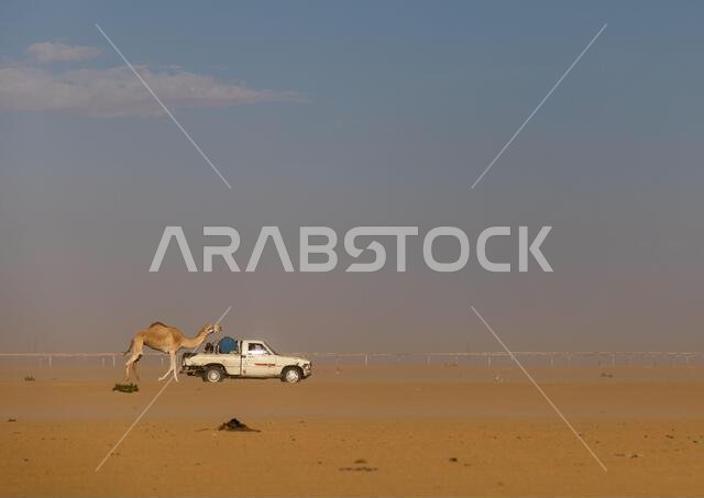 التدريب على سباق الهجن في صحراء الربع الخالي، محافظة نجران، حبونة، المملكة العربية السعودية التدريب على سباق الهجن في صحراء الربع الخالي، محافظة نجران، حبونة، المملكة العربية السعودية
